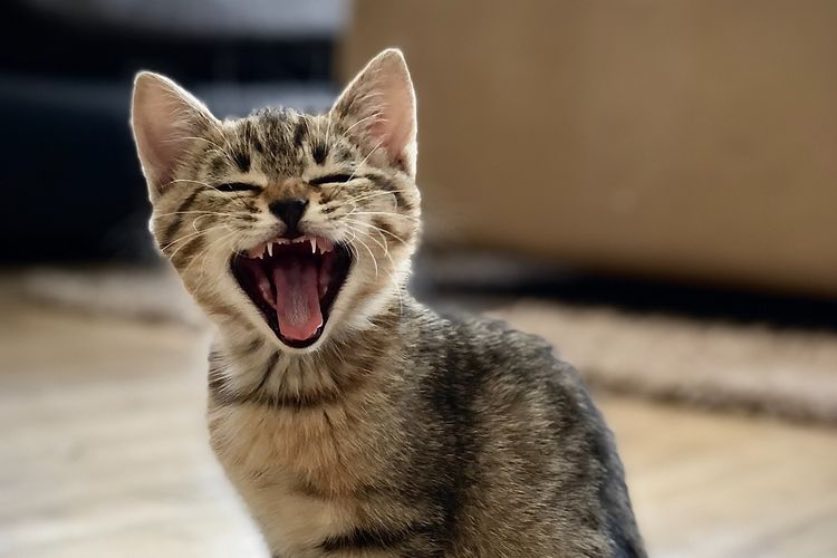 Mengapa Kucing Mengeong Tanpa Suara? Mengapa Kucing Mengeong Tanpa Suara?