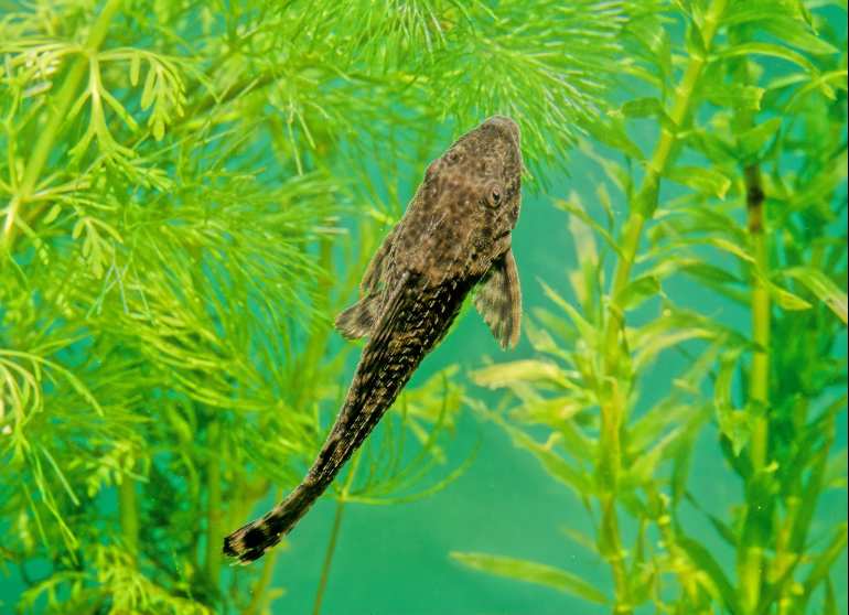 Selain Ikan Sapu-Sapu, Ini Daftar Spesies Ikan yang Berbahaya ...